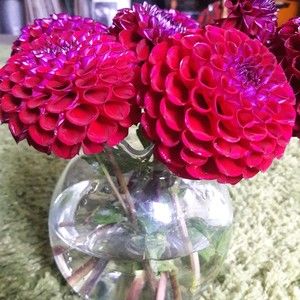 Meet your Posher, Sherri